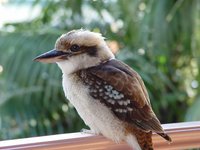 Other Australian Native Bird Nesting Boxes For Sale