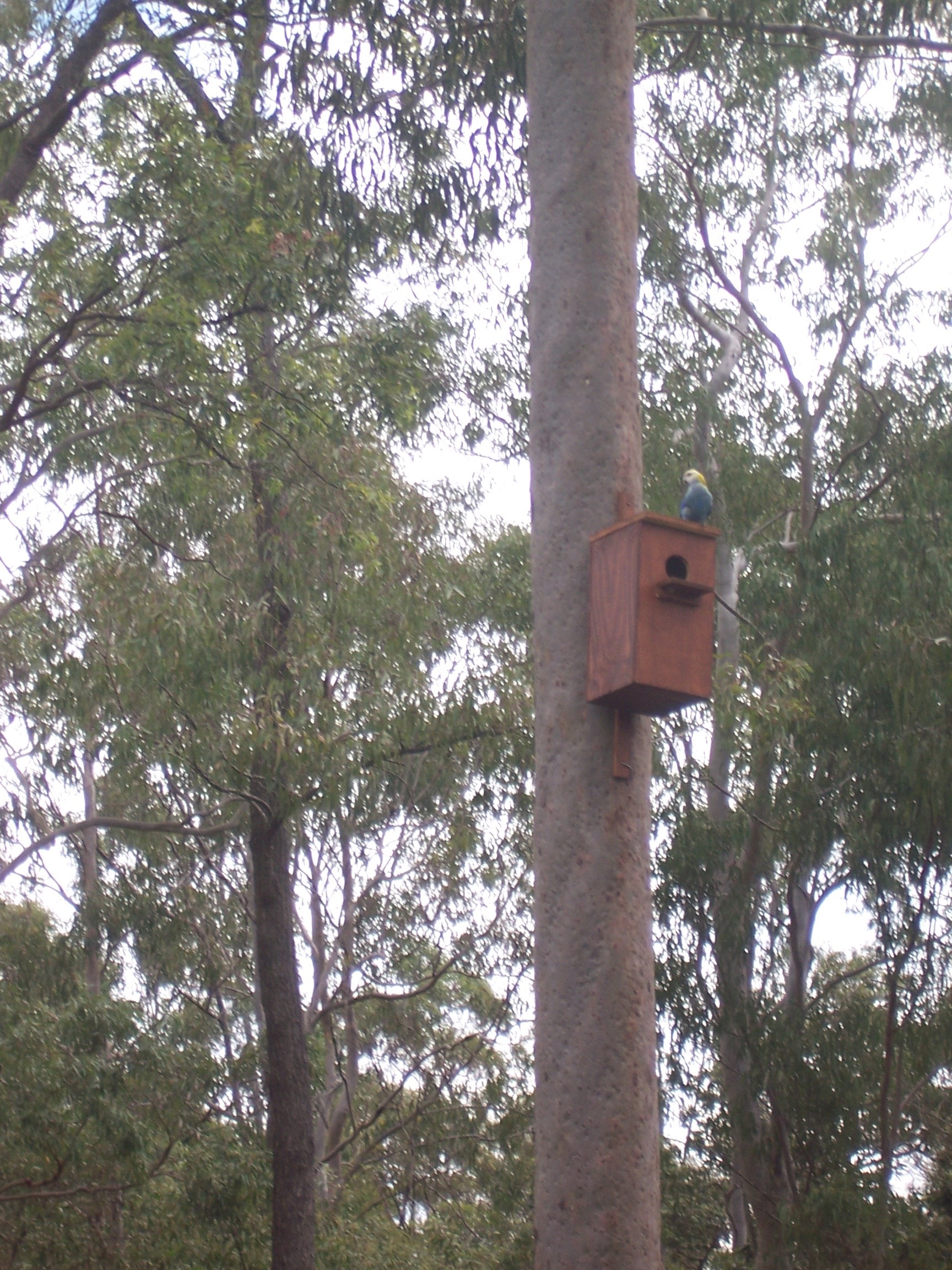 Nesting_Pale_Headed_Rosella