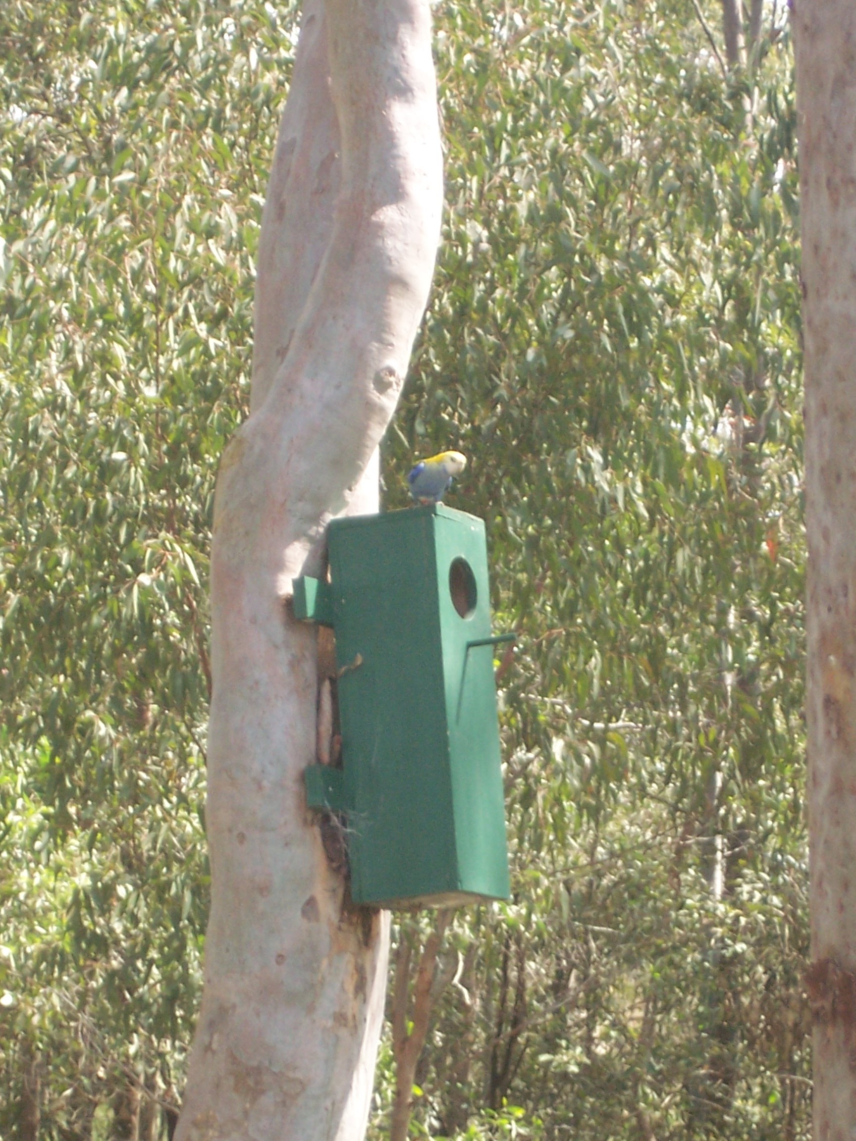 Pale_Headed_Rosella