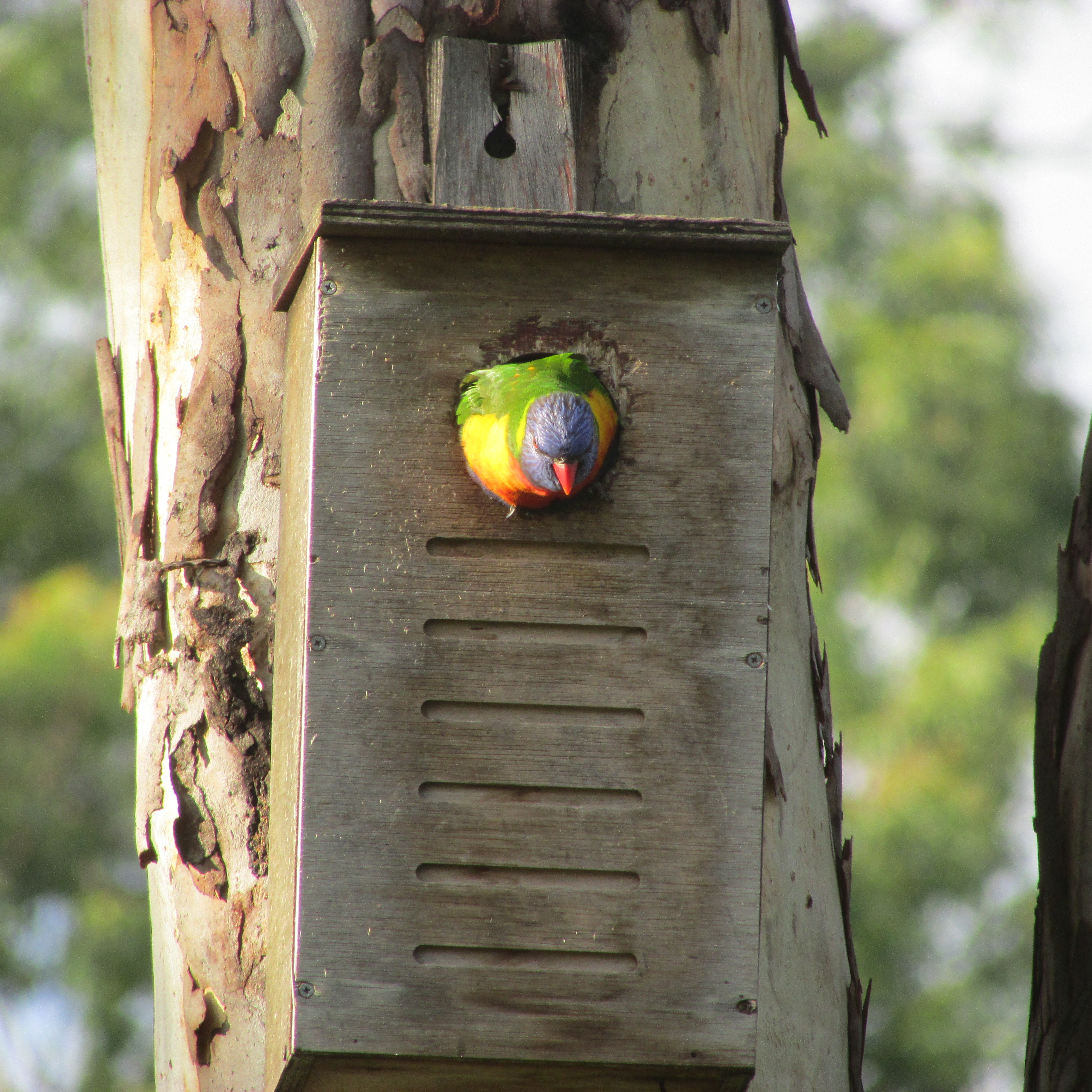 RainbowLorikeet1