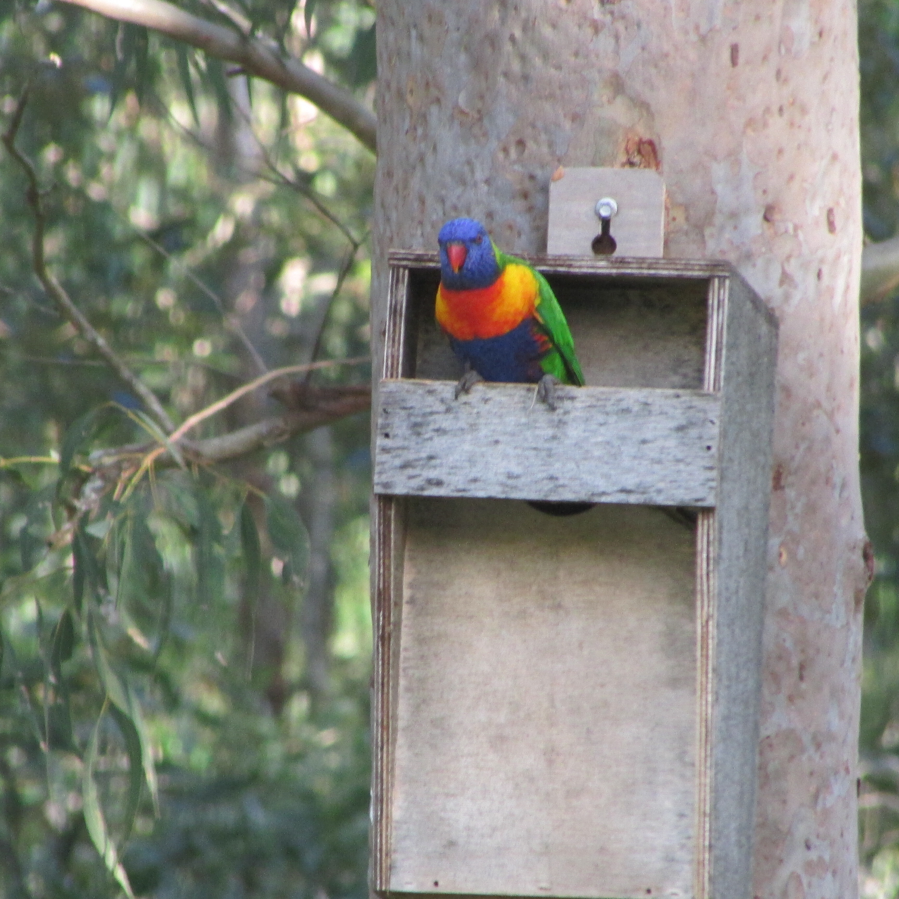 RainbowLorikeet2