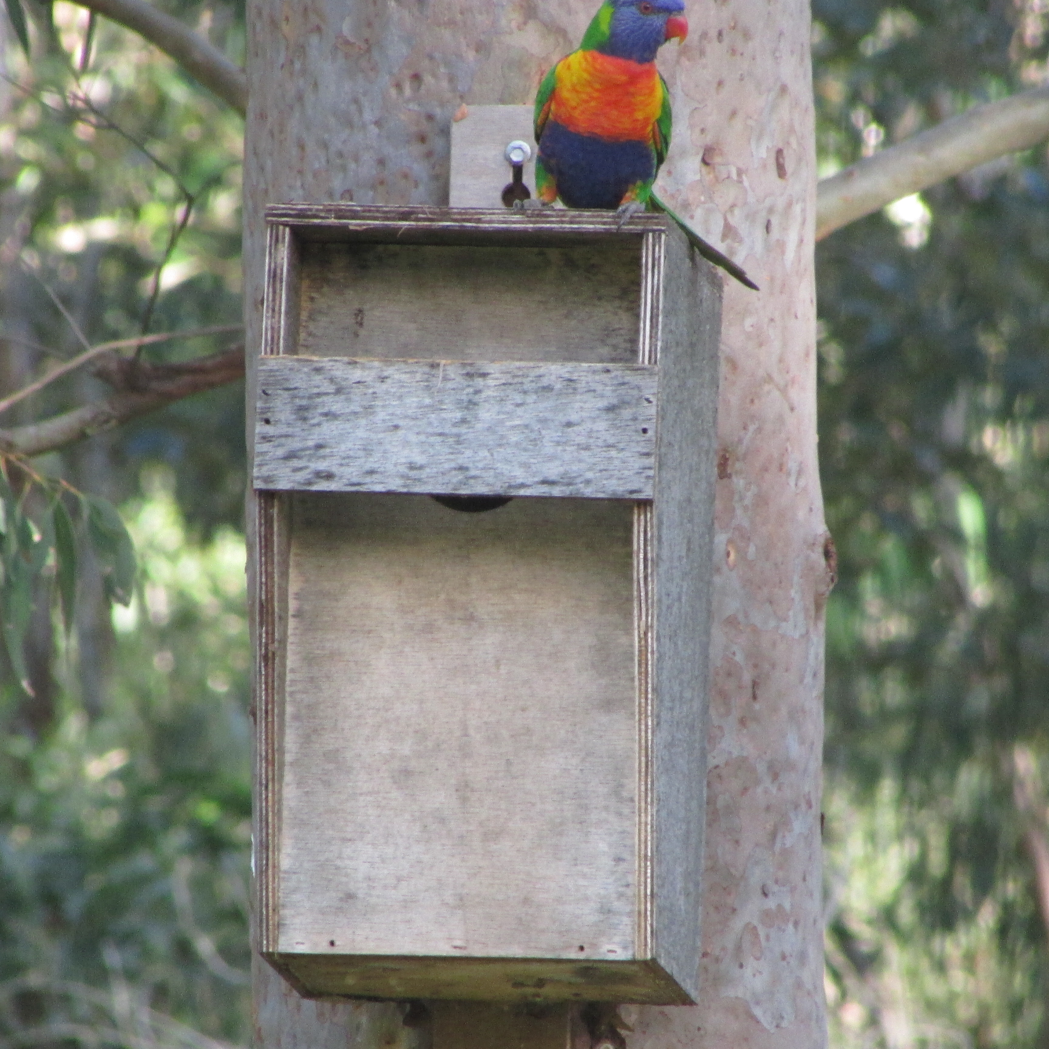 RainbowLorikeet3