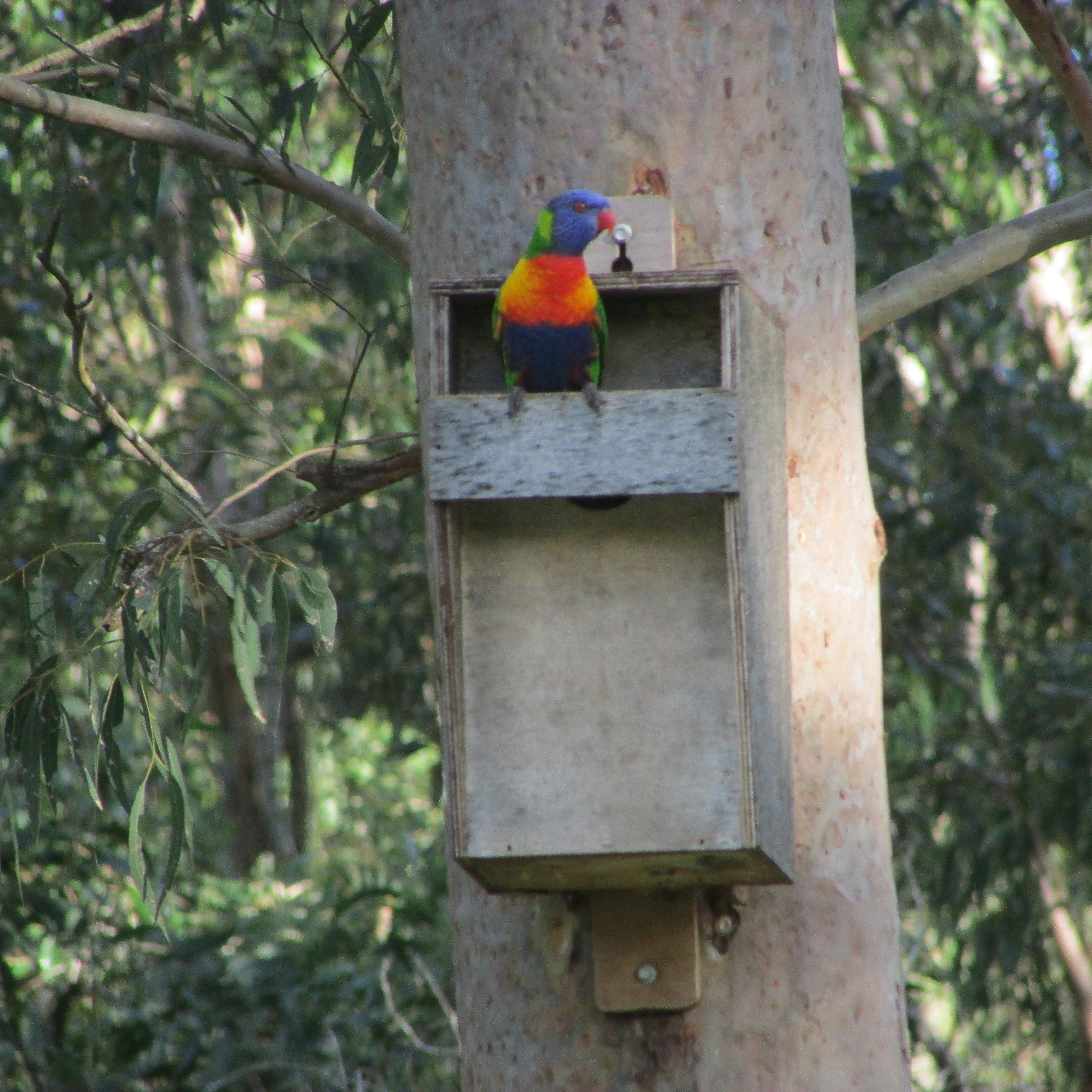 RainbowLorikeet4