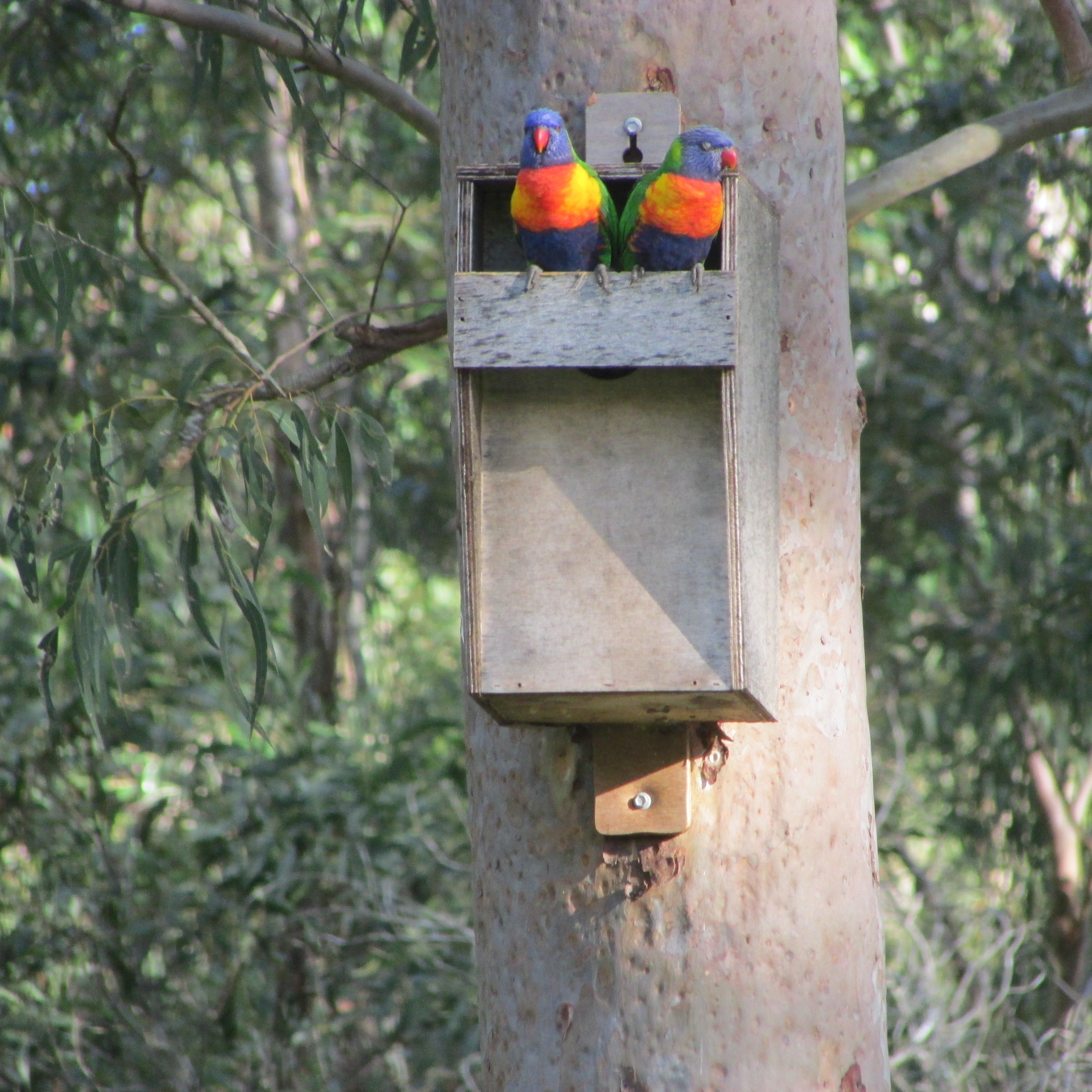 RainbowLorikeet5