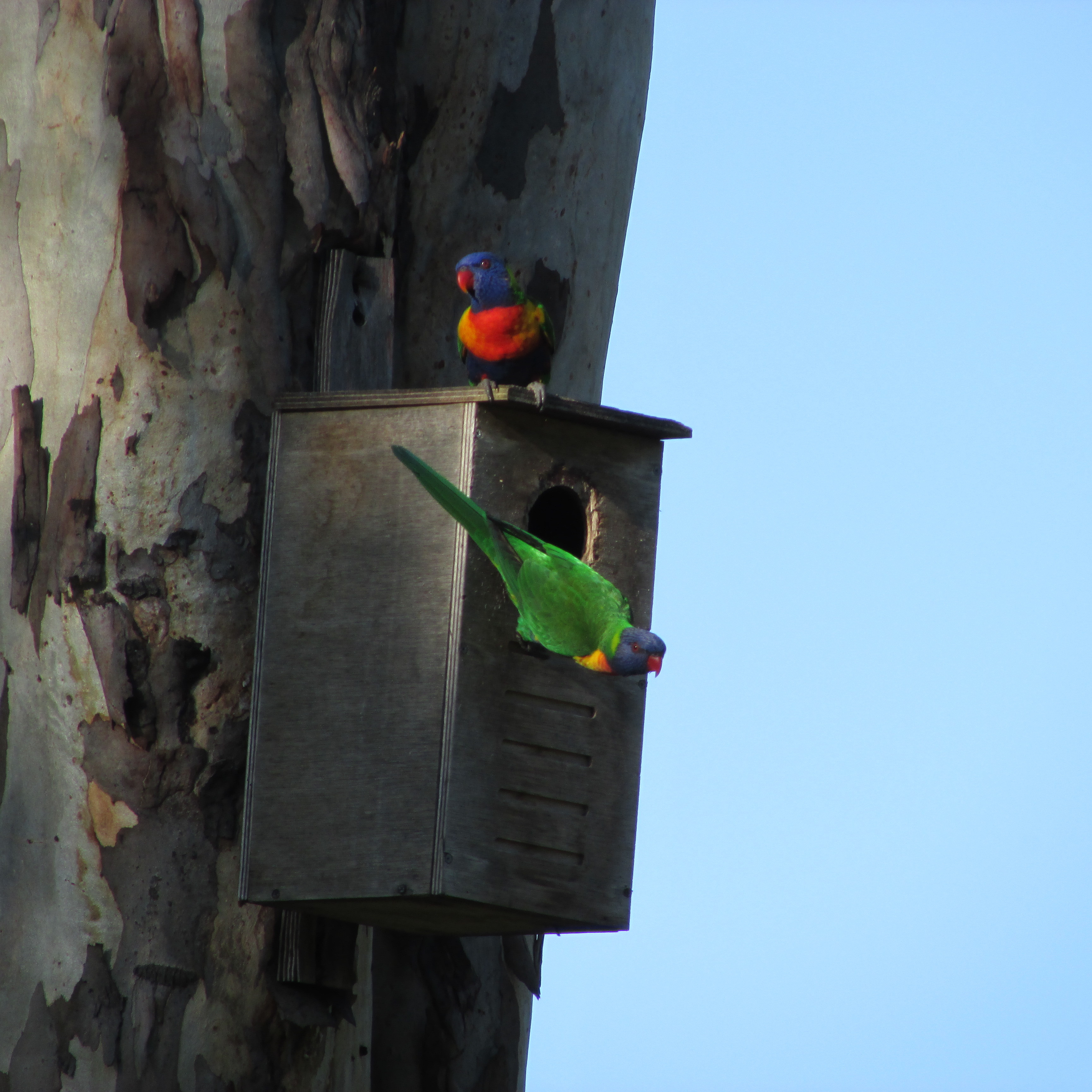 RainbowLorikeet6