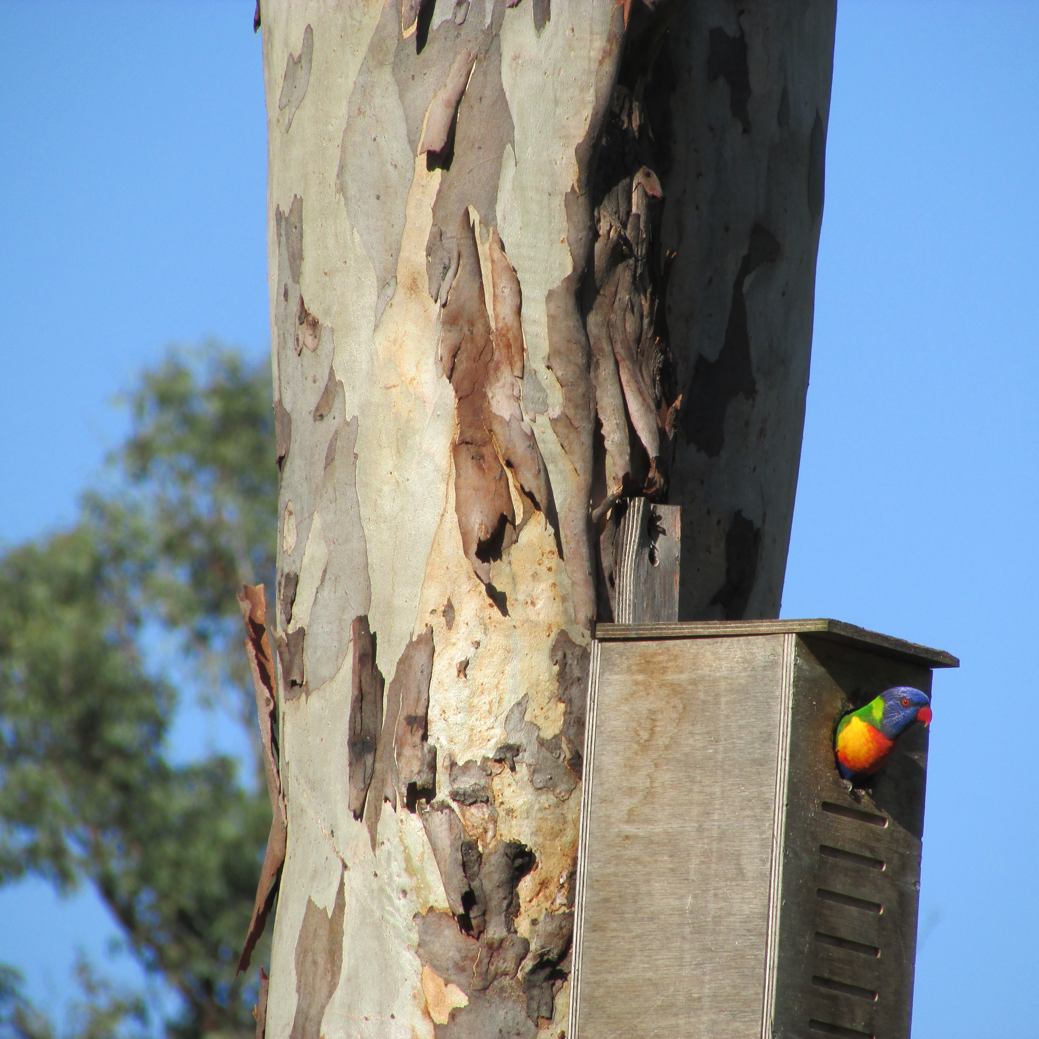 RainbowLorikeet7