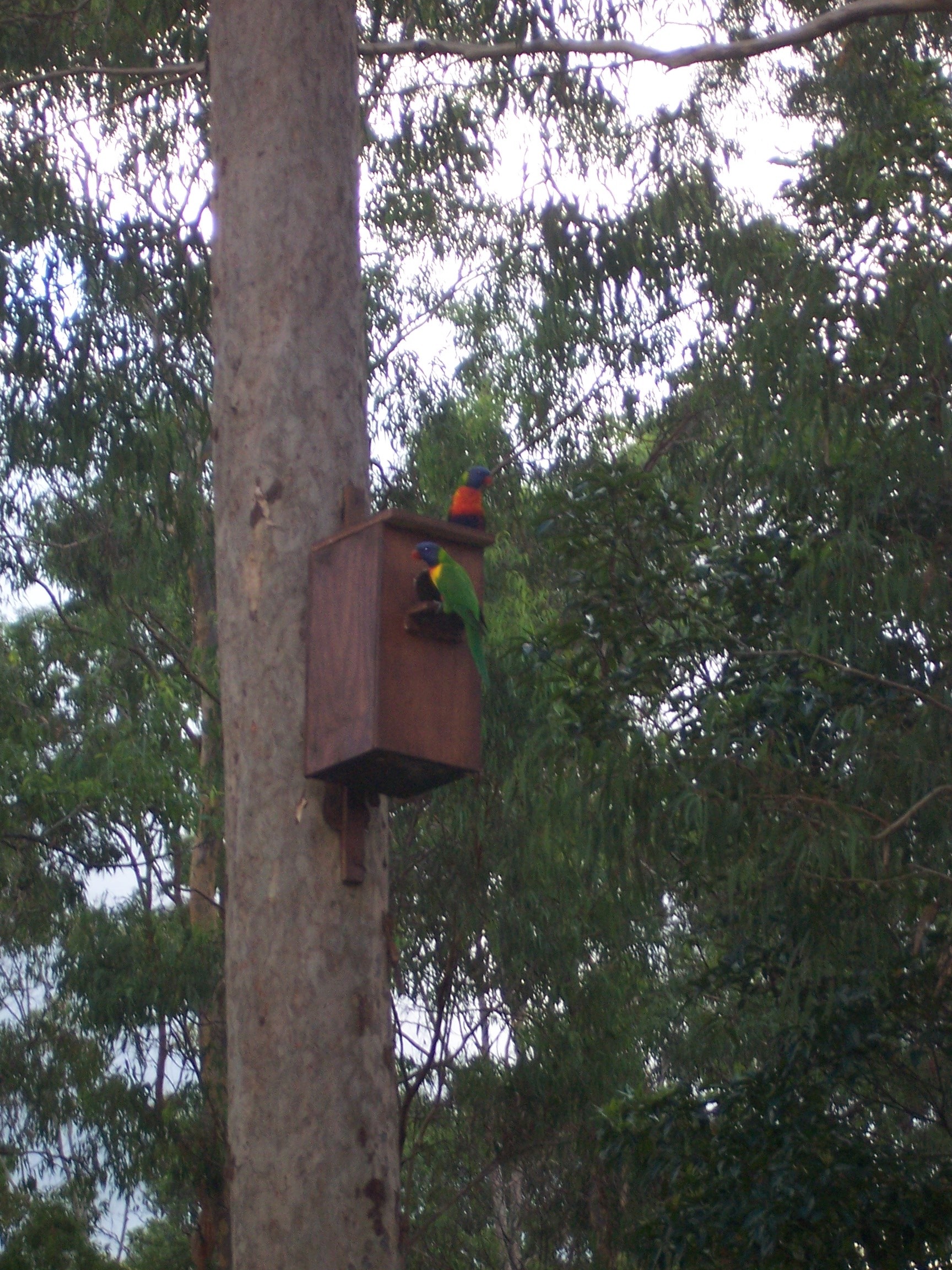 Rainbow_Lorikeets2