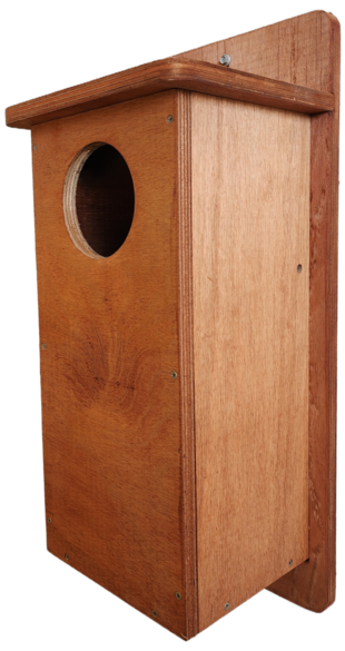 Australian Wood Duck